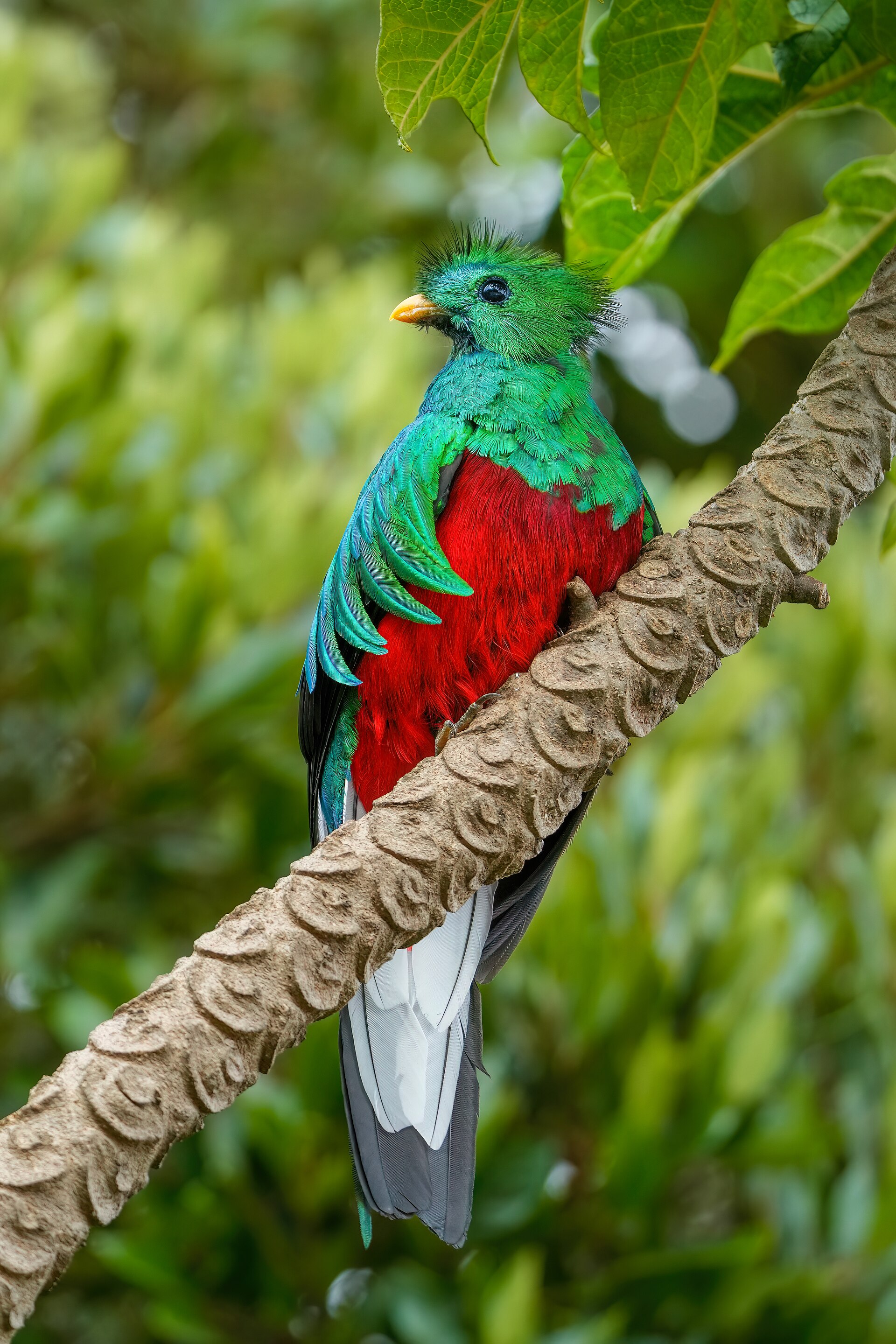 Aviturismo en la Reserva de Monteverde — photo 1 of 1
