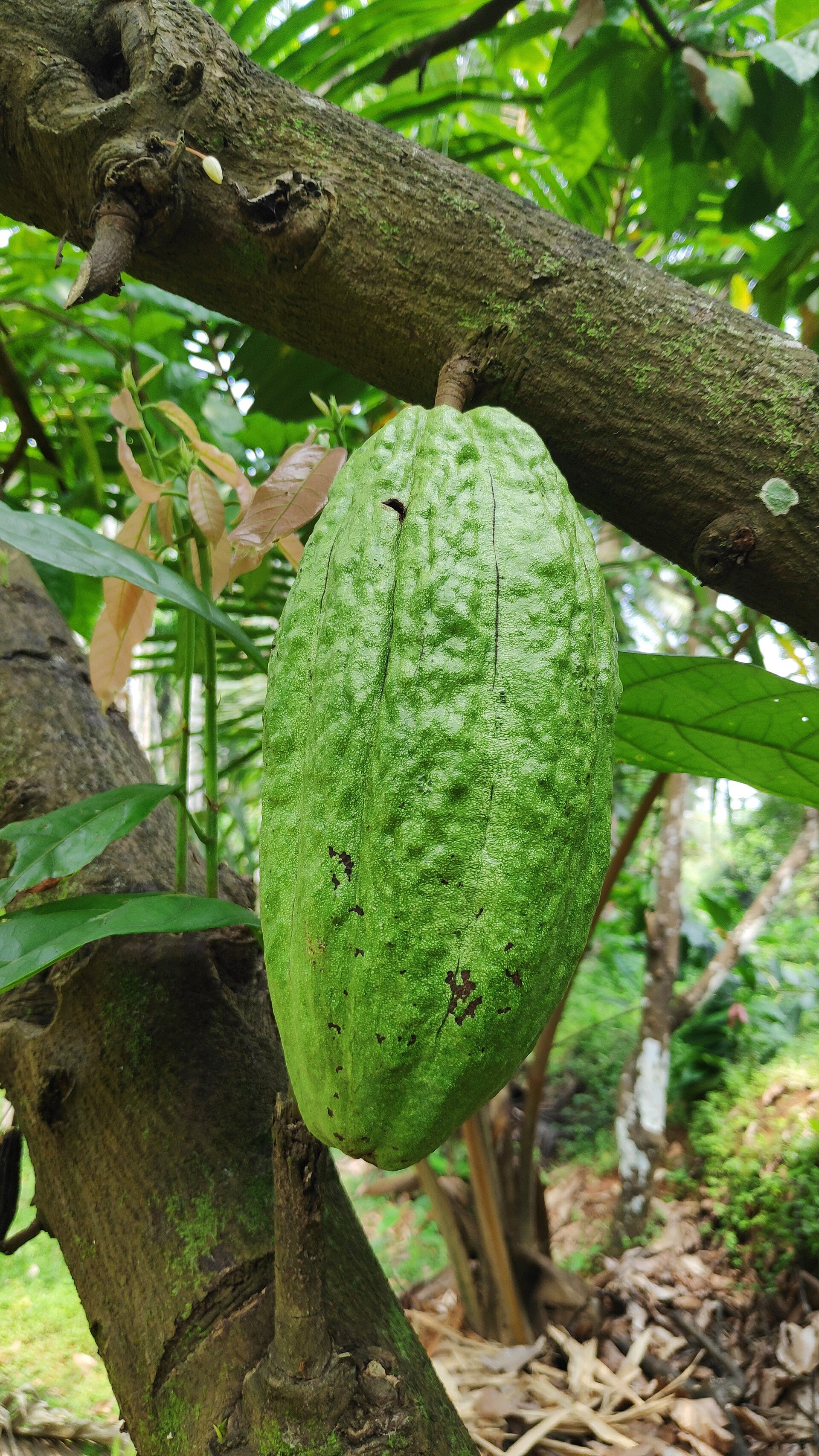 Tour de cacao y chocolate artesanal en Talamanca — photo 1 of 1