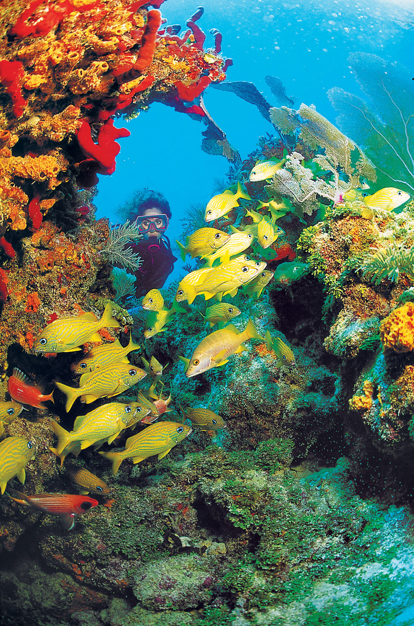 Buceo en las Islas Catalinas — photo 1 of 1