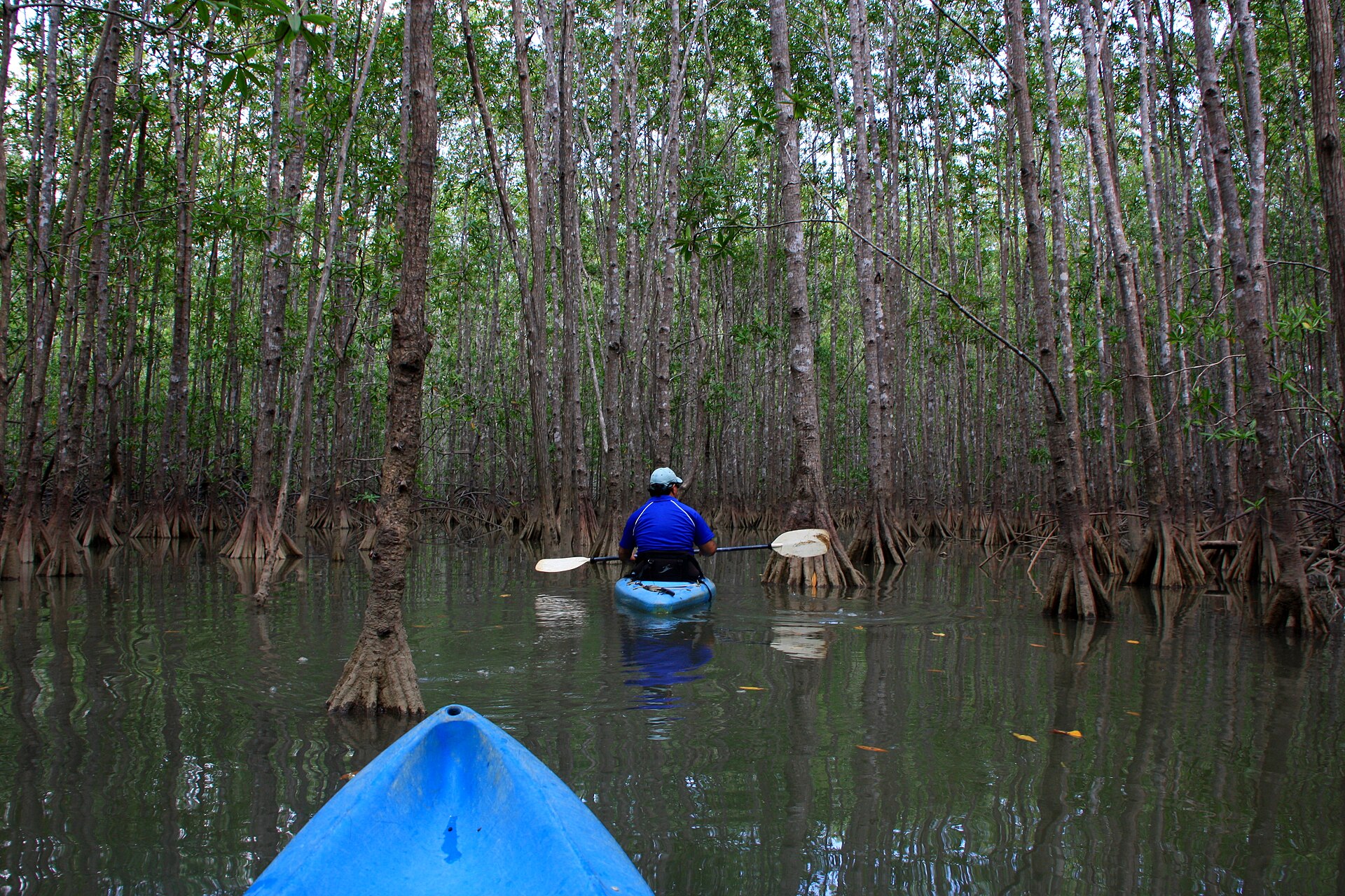 Kayak entre manglares de Damas en Quepos — photo 1 of 1