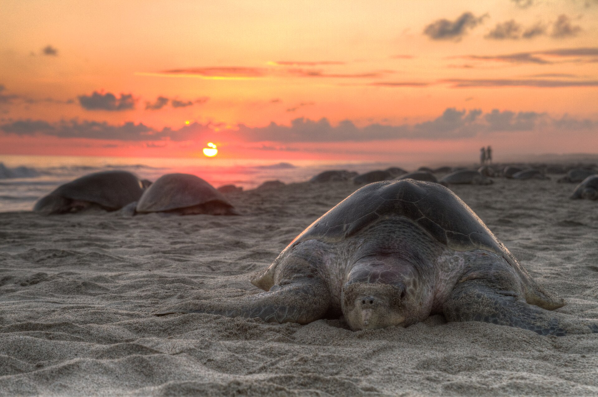 Desove de tortugas (temporada) — photo 1 of 1
