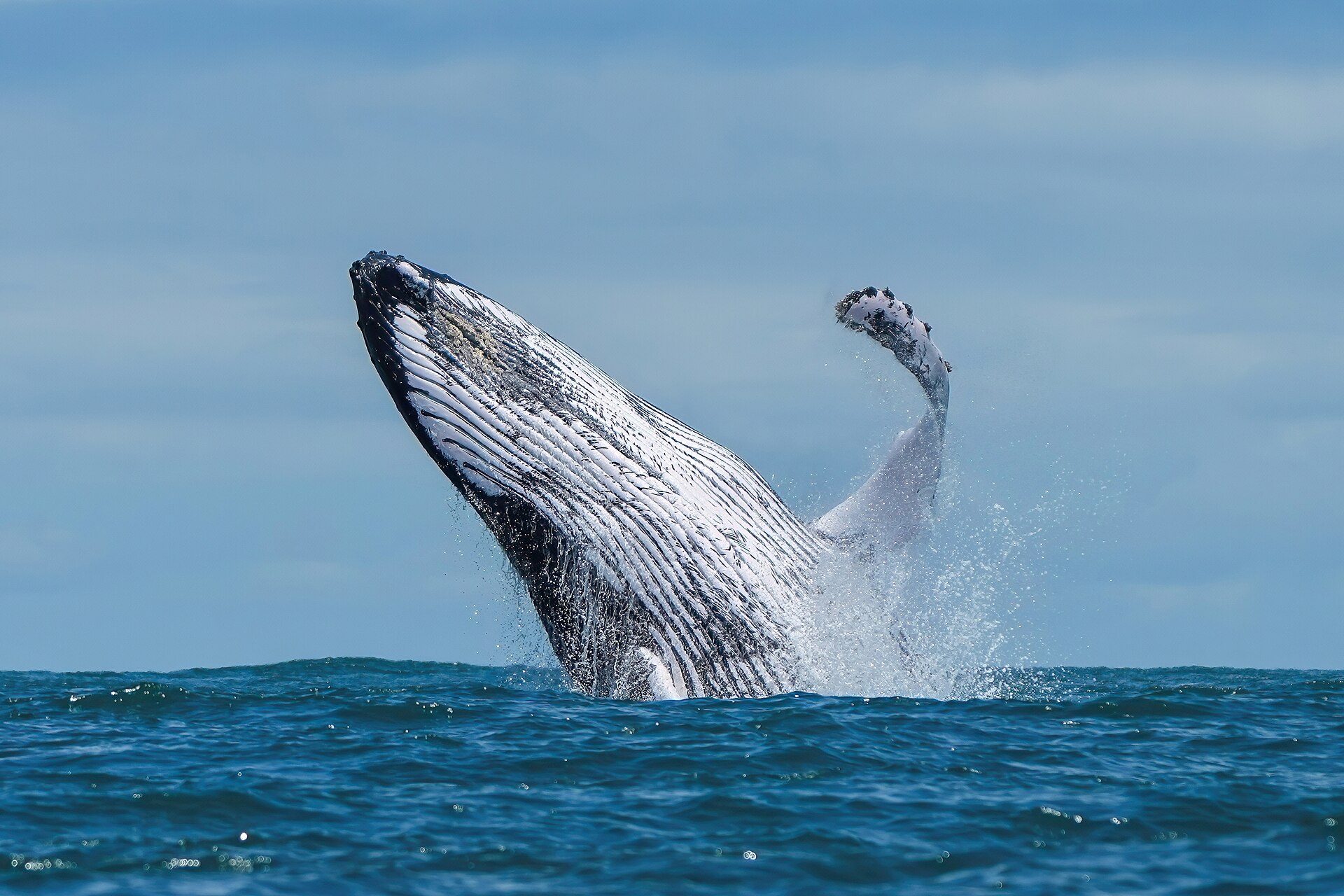 Avistamiento de ballenas jorobadas en Uvita — photo 1 of 1