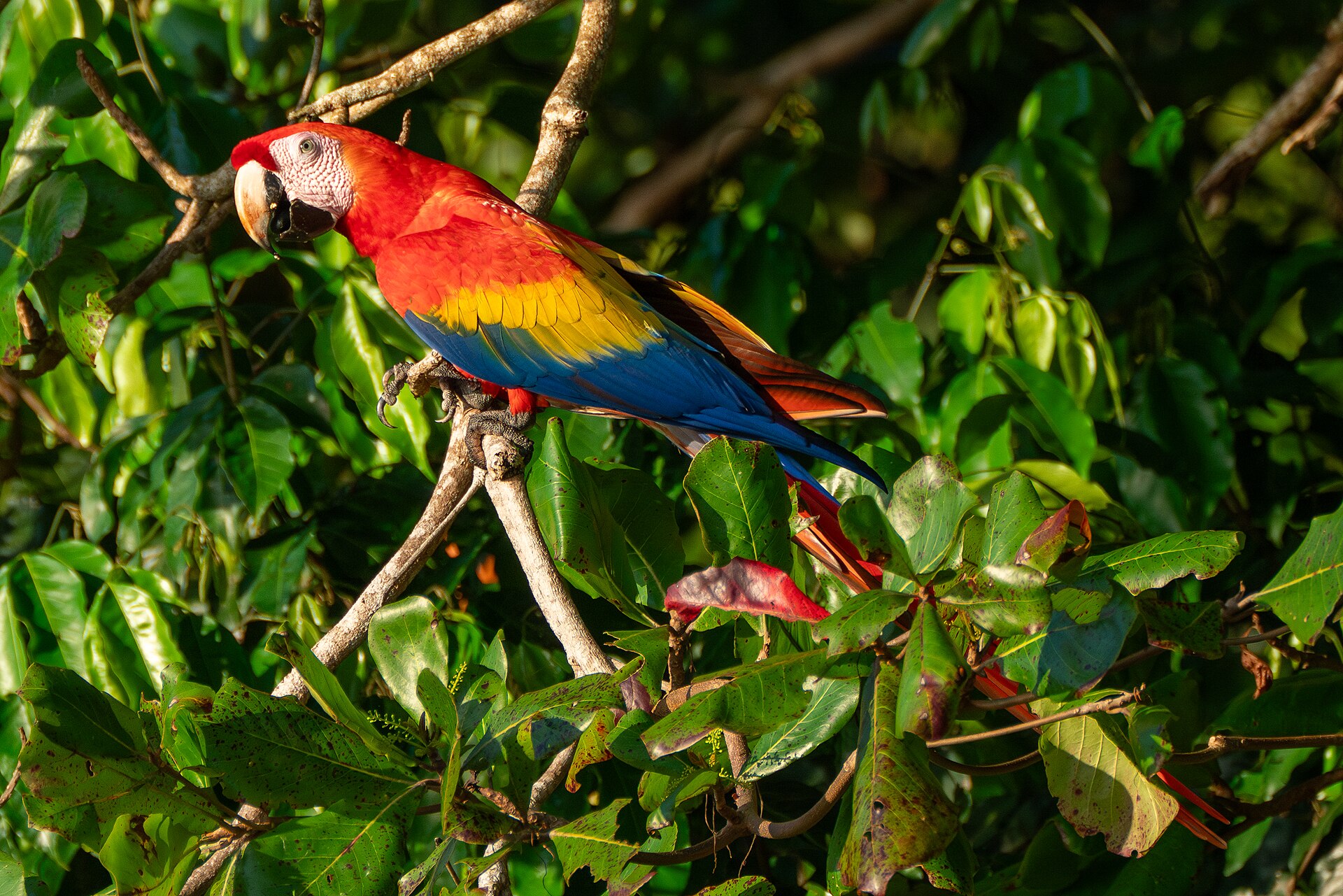 Avistamiento de vida silvestre en el manglar — photo 1 of 1